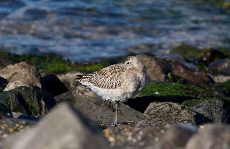 Photo of a Bar-tailed Godwit, Brouwersdam, the Netherlands