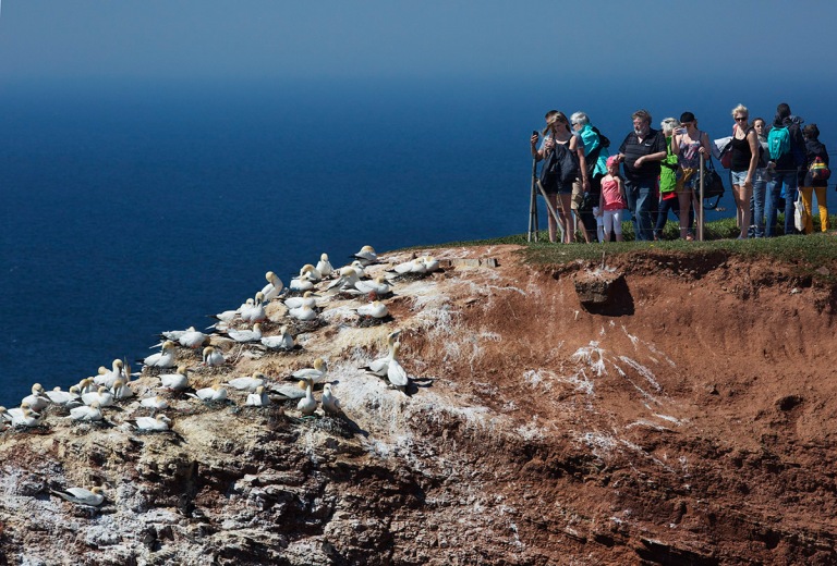 Photo of Gannets and tourists, Helgoland, Germany