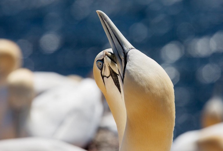 Photo of Gannets, Helgoland, Germany