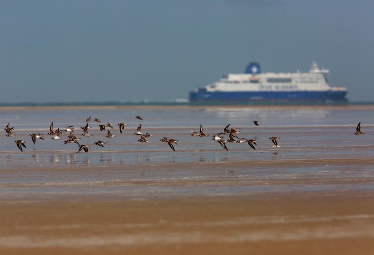 Photo of Ringed Plovers, Calais, France